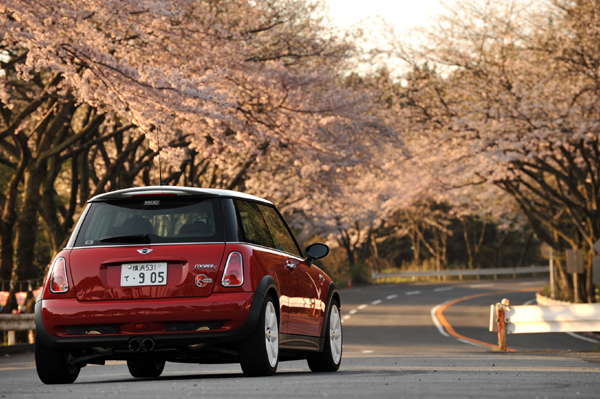 411 13 sakura DSC_7712.jpg